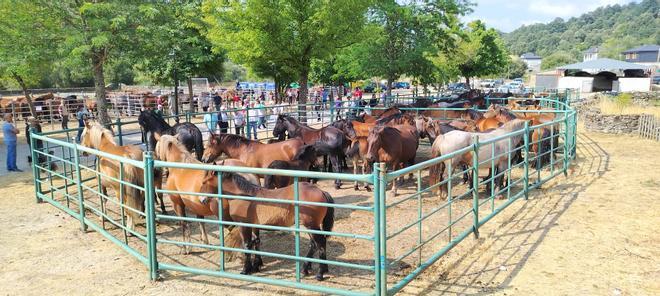 Más de un centenar de ejemplares de caballos, yeguas y potros se dan cita en Porto