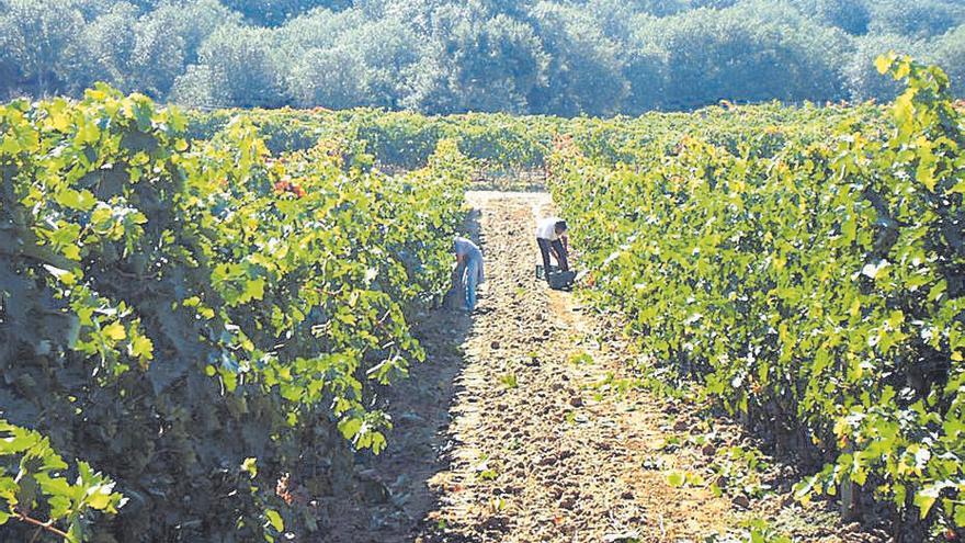 Dos jóvenes vendimian en Toro