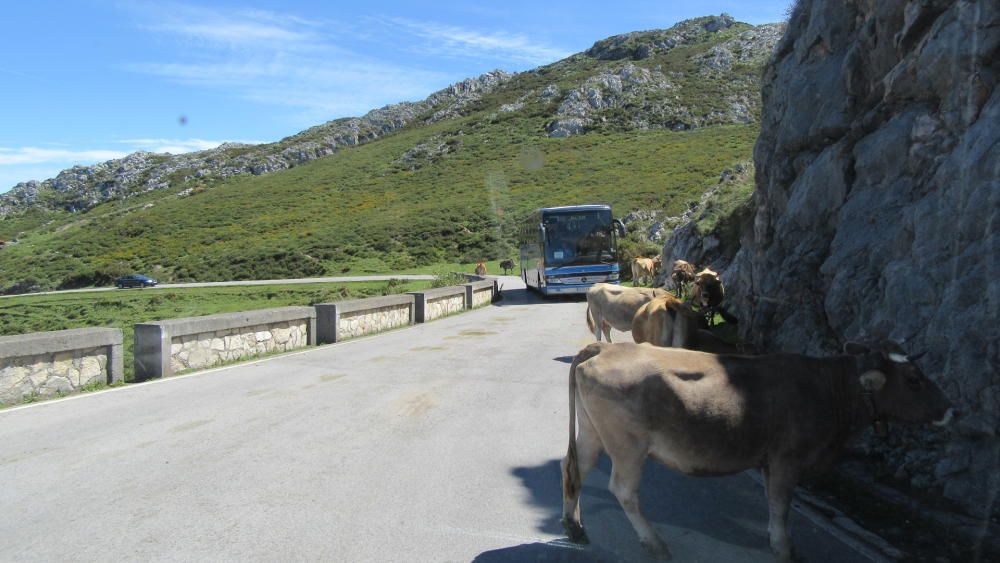 Los Lagos de Covadonga, espectaculares