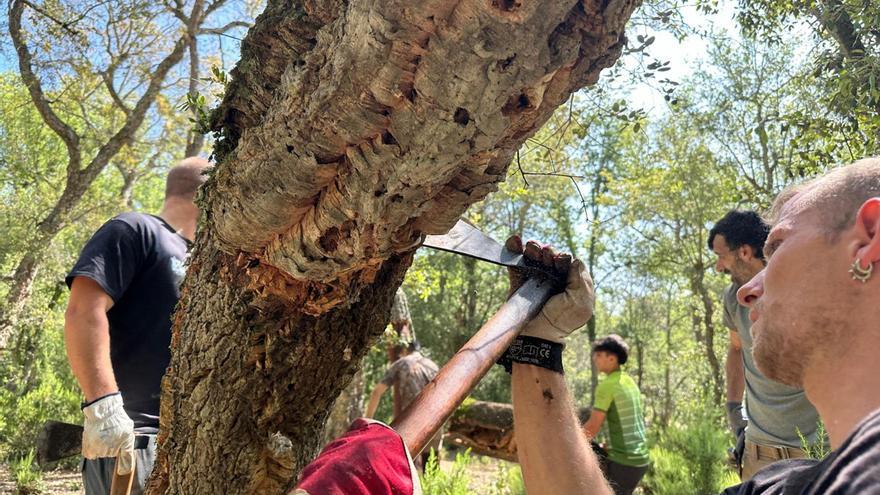 Acció Climàtica crea el carnet de pelador professional de suro per evitar l&#039;intrusisme i garantir el relleu generacional