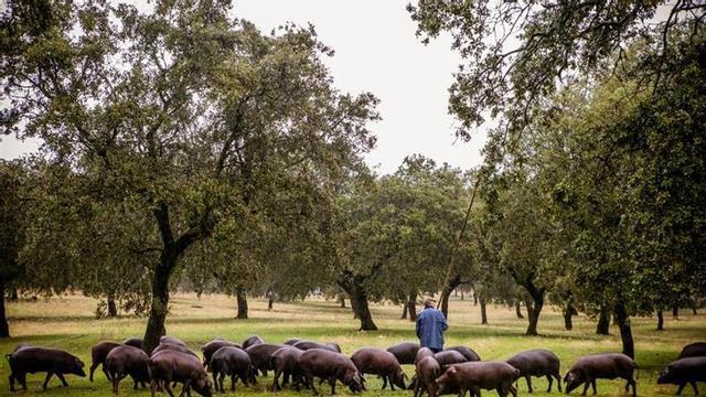 El jamón de Los Pedroches sigue creciendo