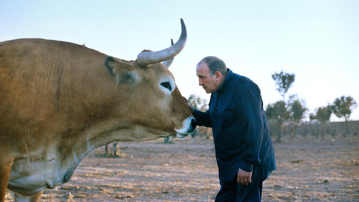 El chef y dueño de El Capricho, José Gordon, posa con uno de sus bueyes en una de las fincas de la propiedad en Jiménez de Jamuz, León.