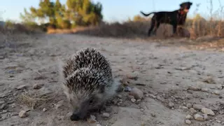 Erizos al atardecer
