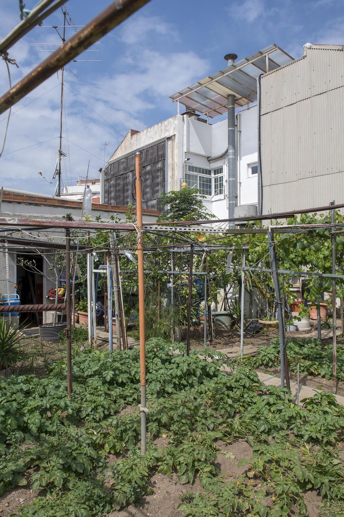 El huerto urbano del centenario Joan Carulla