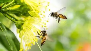 Qué plantas hay que tener en el jardín para atraer a las abejas