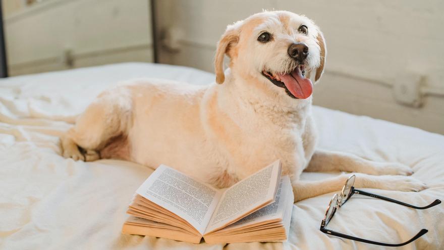 Labrador Retrevier.