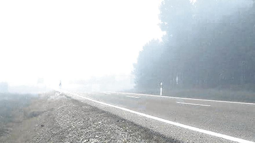 Ciervo atropellado en la madrugada de ayer en la carretera N-631 a su paso por los límites de La Culebra.