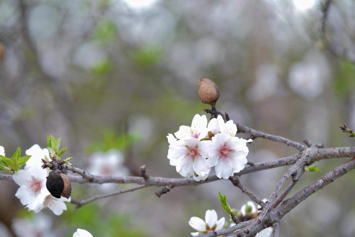 Las fotos de la tardía floración de los almendros en Mallorca Las fotos de la tardía floración de los almendros en Mallorca