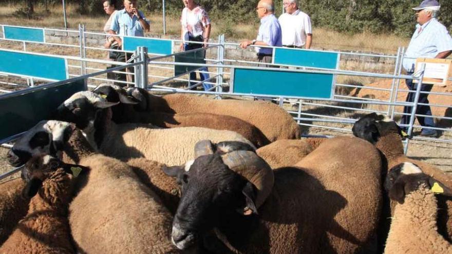 Ejemplares de raza castellana en la feria de San Vitero celebrada el año pasado.