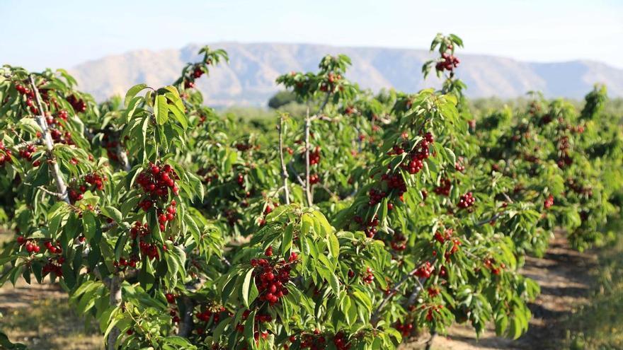El rojo intenso de  la montaña alicantina