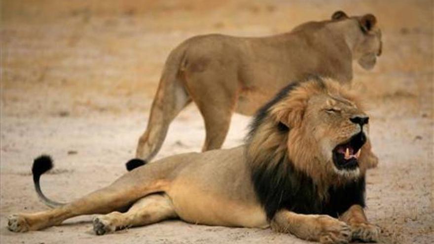 Un juez de Zimbabue deja en libertad bajo fianza a los dos acusados por la muerte del león Cecil