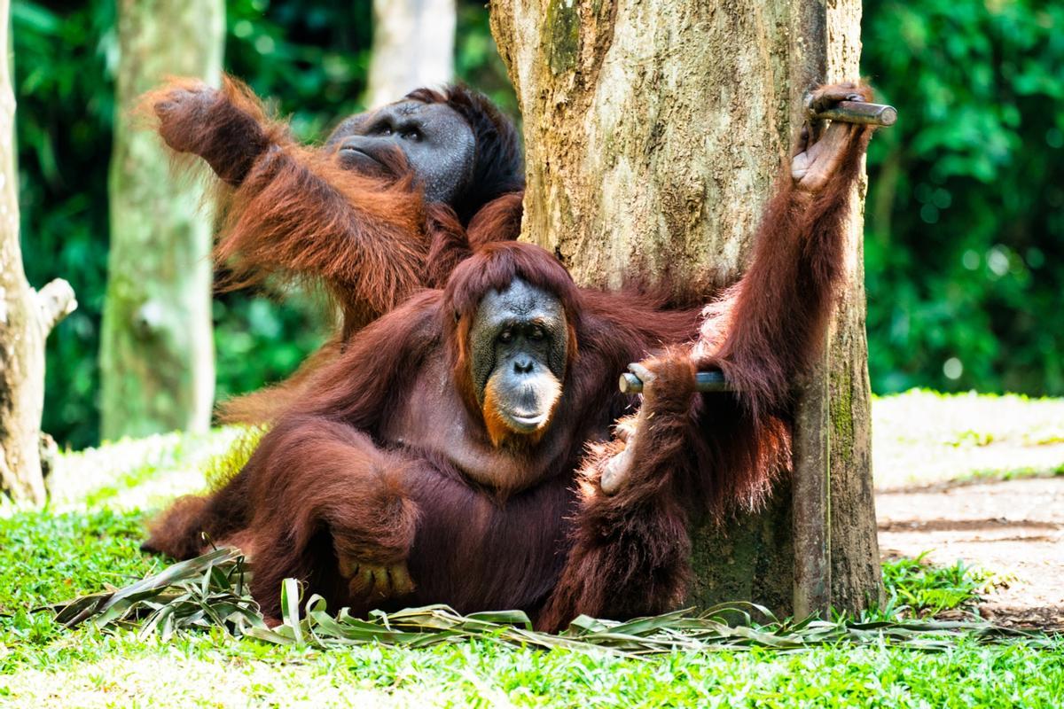 Dos orangutanes.