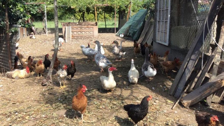 Los pavos reales reinan en una granja de Vigo con 300 aves