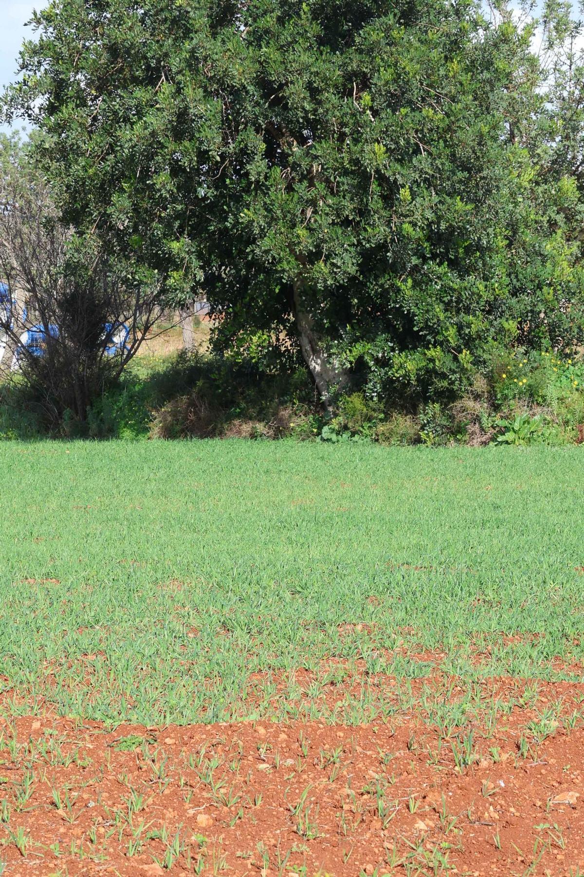Los agricultores de Ibiza vuelven a sembrar cereal y forraje Los agricultores de Ibiza vuelven a sembrar cereal y forraje