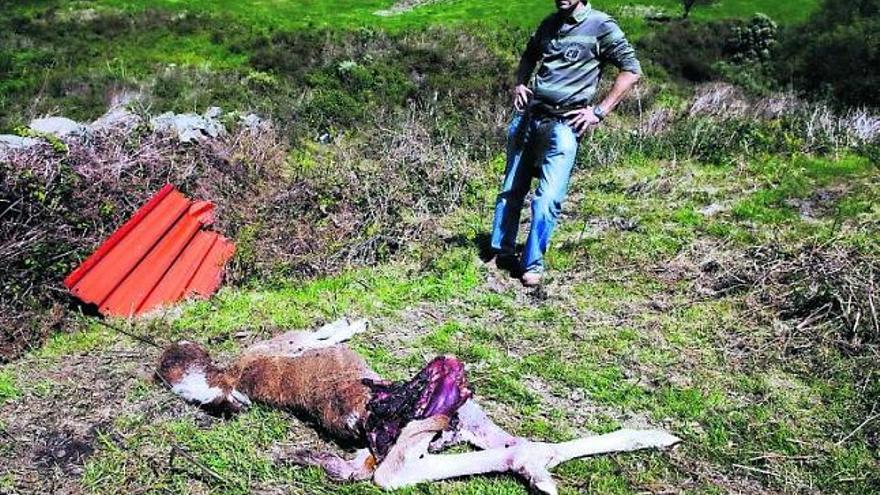 Pablo Selgas observa los restos de uno de sus potros, devorado por los lobos, en la braña de Lendepeña.