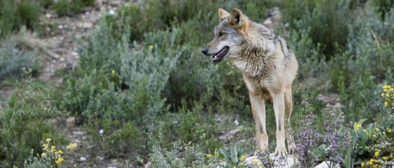 Un ejemplar de lobo ibérico. |   // EFE/MARIÁN A. MONTESINOS