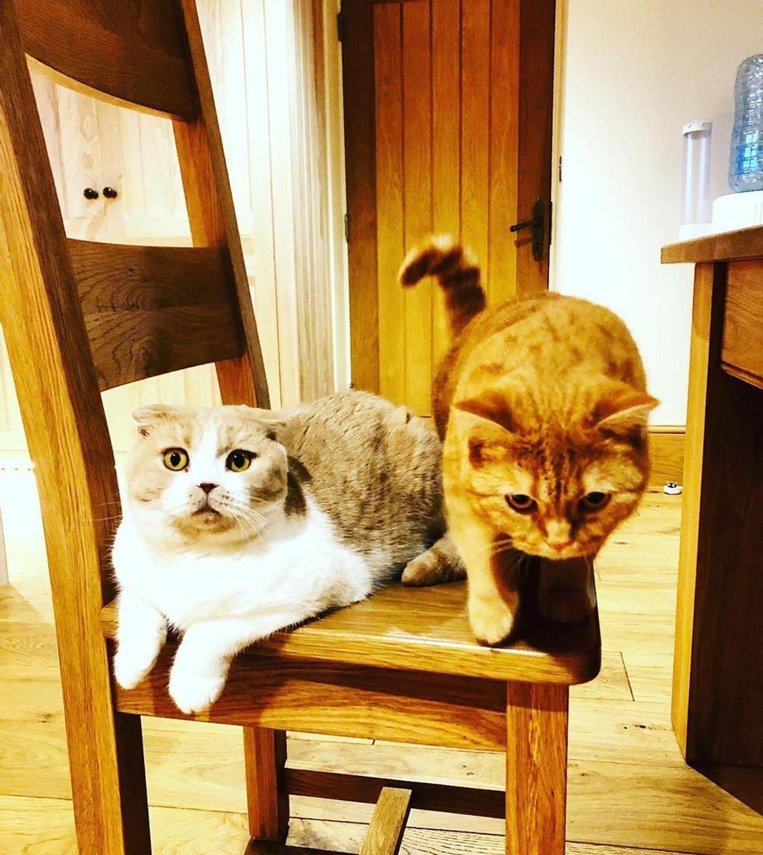Calippo y Dorito, los gatos de Ed Sheeran