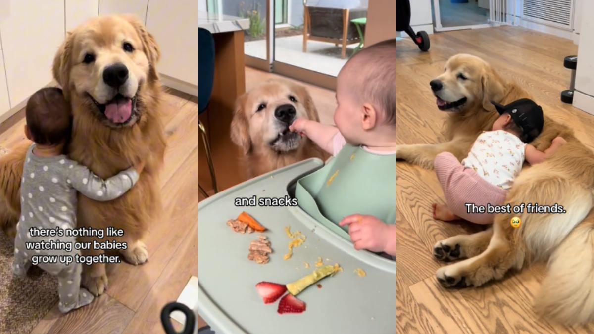 La historia de un bebé y su Golden Retriever