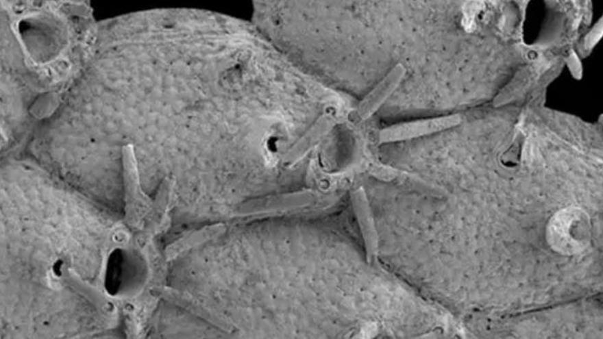 Un briozoo llamado Microporella funbio fue descubierto en un volcán.