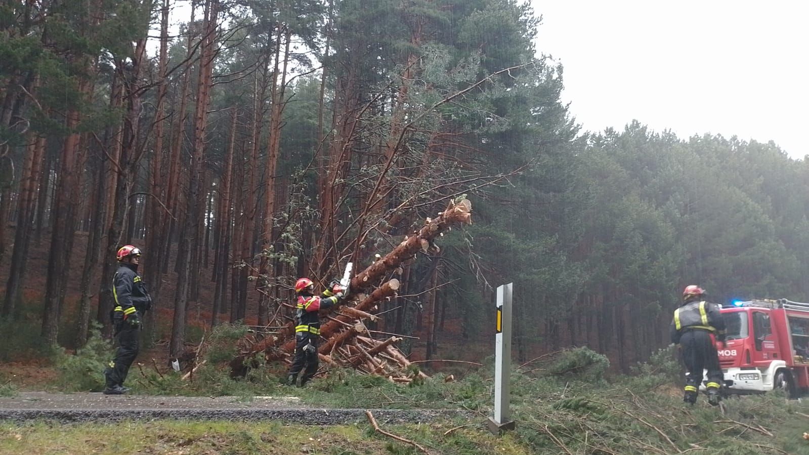 Los bomberos de Rionegro del Puente retiran un enorme pino sobre la N-525.