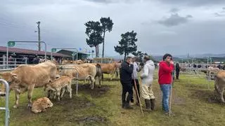 Seis mil euros por una vaca: las transacciones más llamativas de la feria de San Isidro