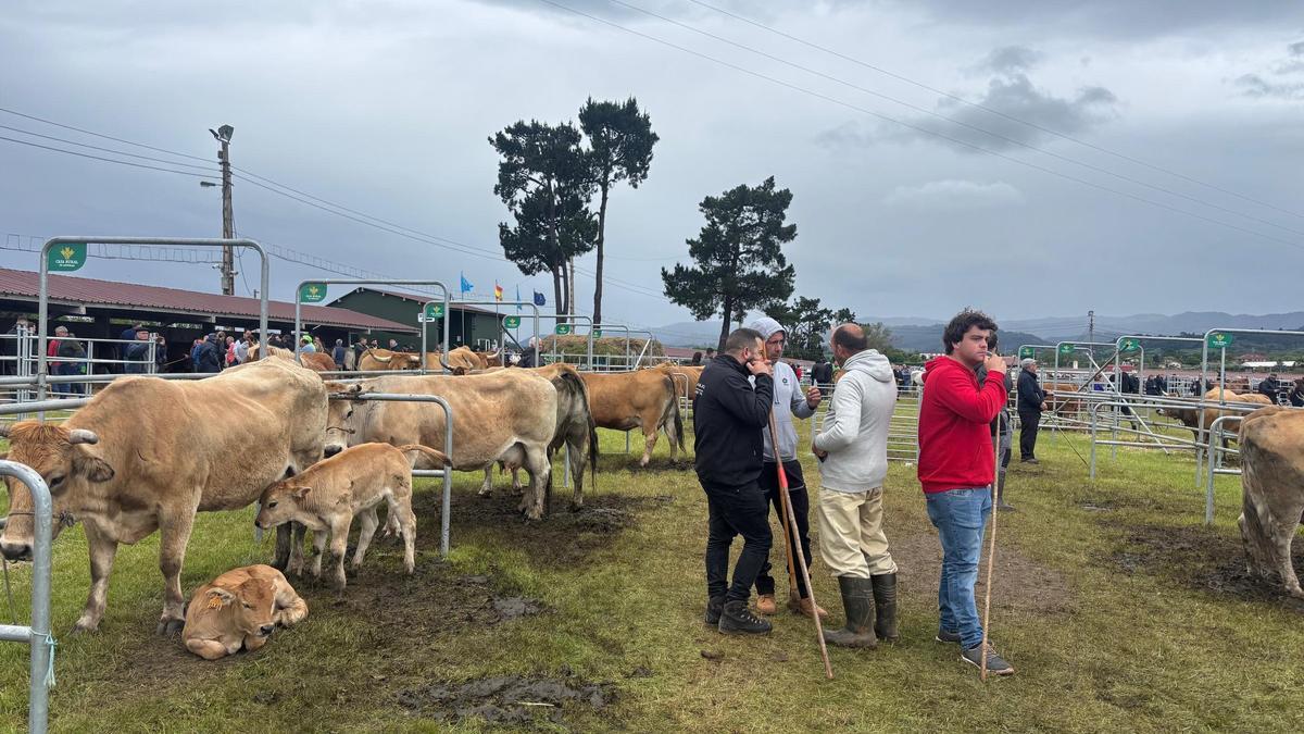 Ganaderos y reses en la feria.