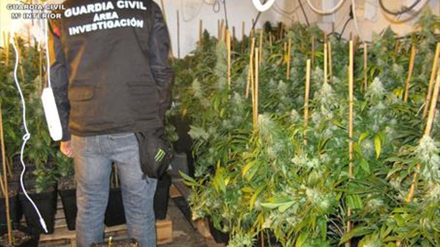 Intervenidas casi 1.700 plantas de marihuana en un solo operativo