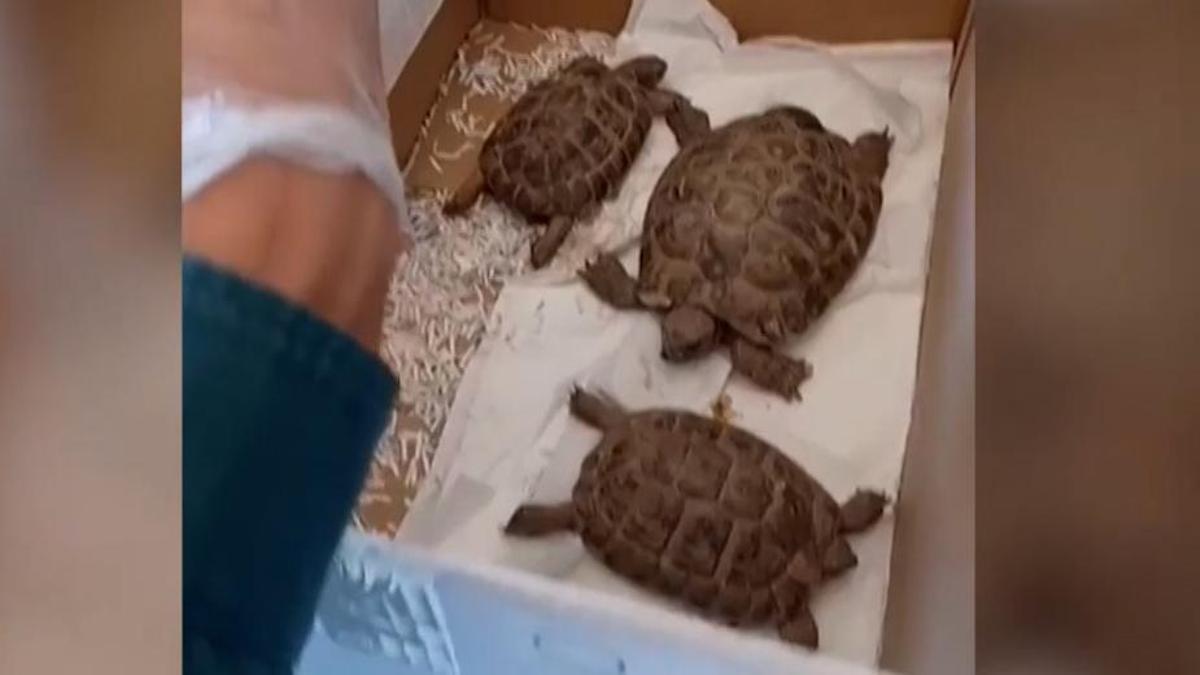 tortugas