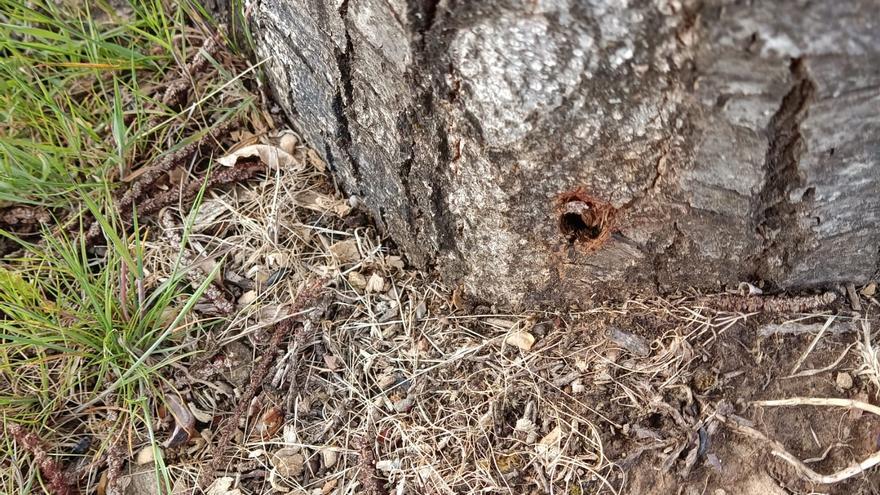 La venganza contra los castaños taladrados en el entorno de La Alcobilla, en Sanabria