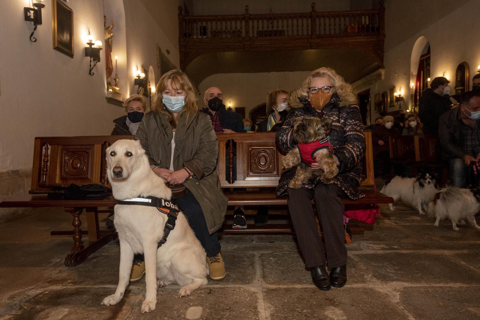 Bendición de mascotas en A Coruña por la festividad de San Antonio Abad