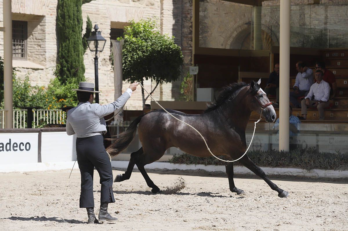 Concurso morfológico en Cabalcor