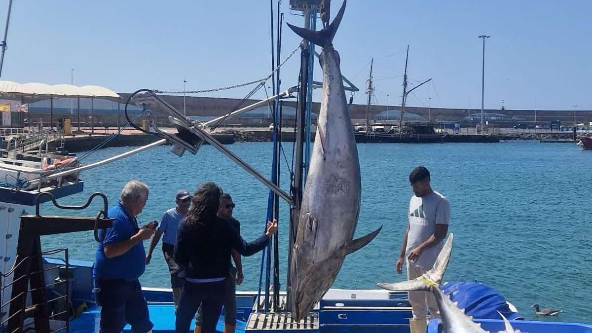 El primer atún rojo pescado en Canarias en esta campaña cuelga de una embarcación en Morro Jable.