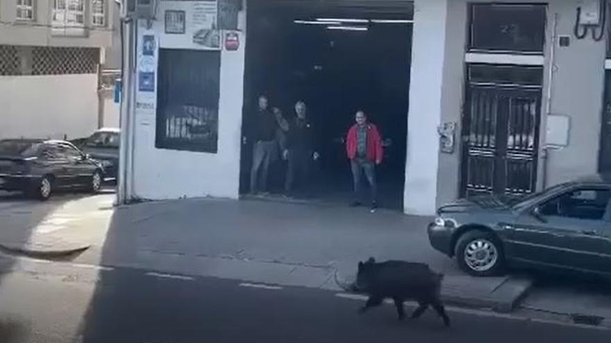 El jabalí durante su paseo por el barrio de Vista Alegre