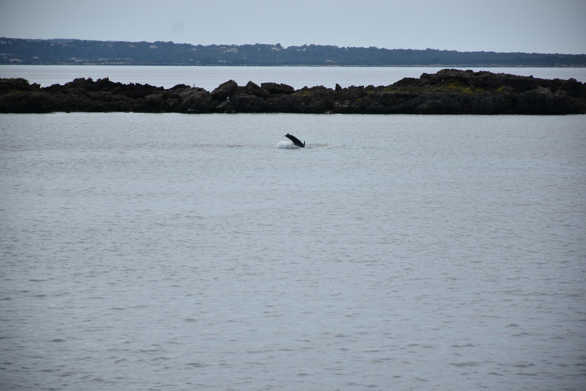 Delfines en  s'Espalmador