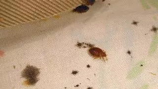 Indemnizan a una limpiadora por sufrir chinches en su domicilio procedentes del hotel donde trabajaba