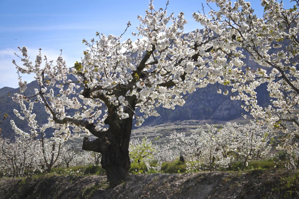 Cerezos en flor en Benialfaquí