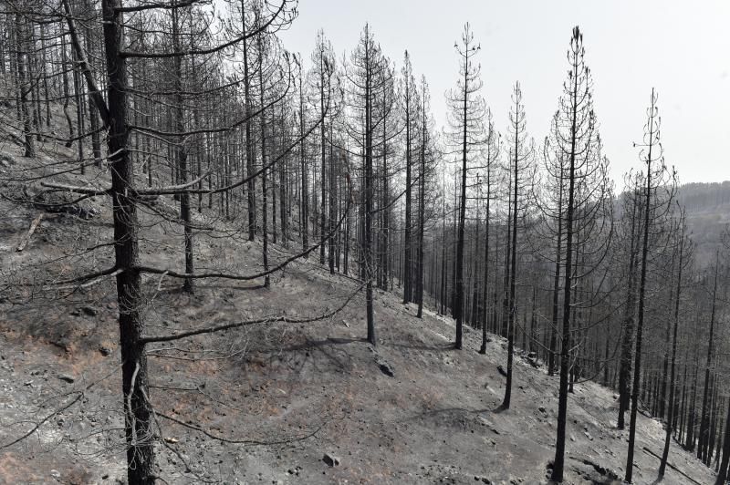 24-08-2019 TEJEDA. Zonas quemadas junto a la carretera de Cruz de Tejeda a Pinos de Galdar  | 24/08/2019 | Fotógrafo: Andrés Cruz