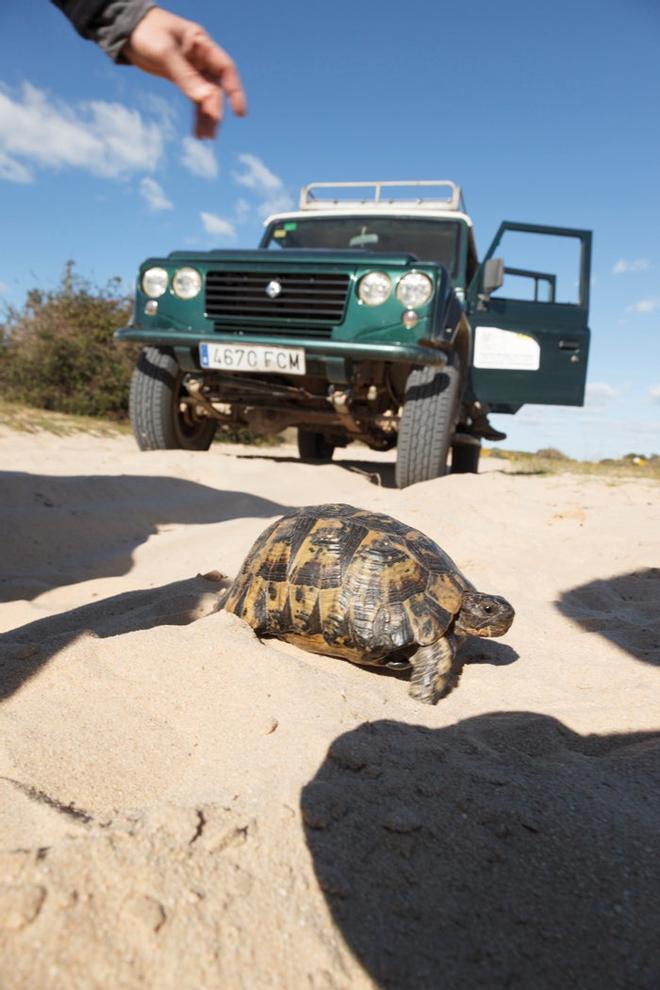 Tortuga mora cruzando frente a un todoterreno