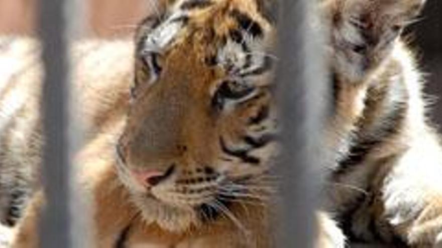 Uno de los tigres del Cocodrilo Park.