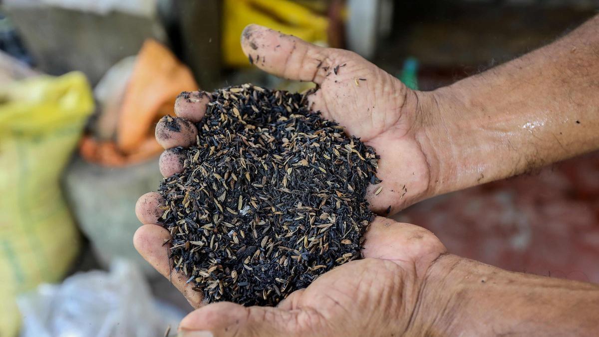 Cereales y olivar impulsan la agricultura alicantina: frenazo en la pérdida de cultivo