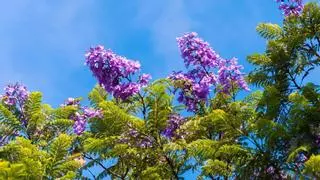 Ni olivo ni almendro: el árbol que resiste la sequía y se llena de flores azul lavanda en verano