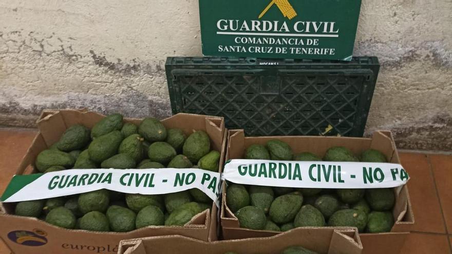 Investigados por robar 700 kilos de aguacates en fincas del norte de Tenerife
