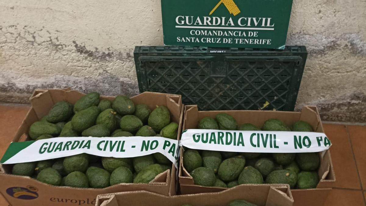 Aguacates intervenidos en una operación en contra de un grupo que robaba fincas de Tenerife.