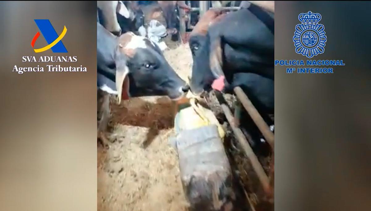 Imagen de dos de las vacas que transportaba el &quot;Orión V&quot;, con un fardo de cocaína en el suelo