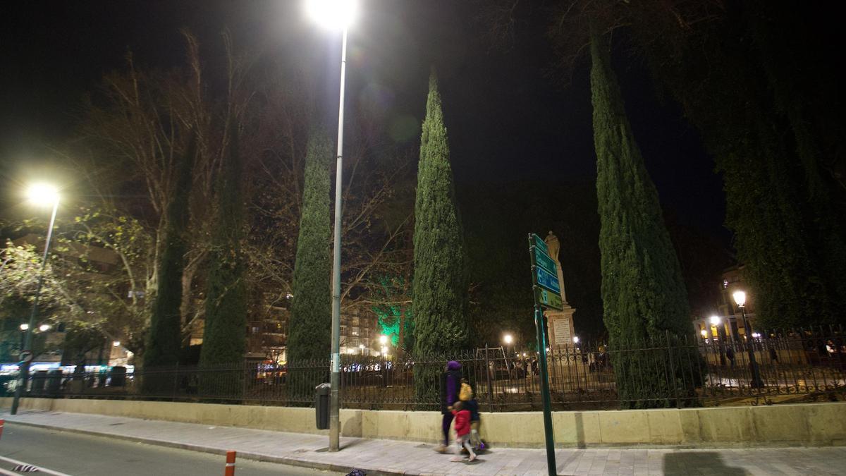 Ejemplares de cipreses en un parque de Murcia ante el trasiego de varias personas, este lunes por la tarde.