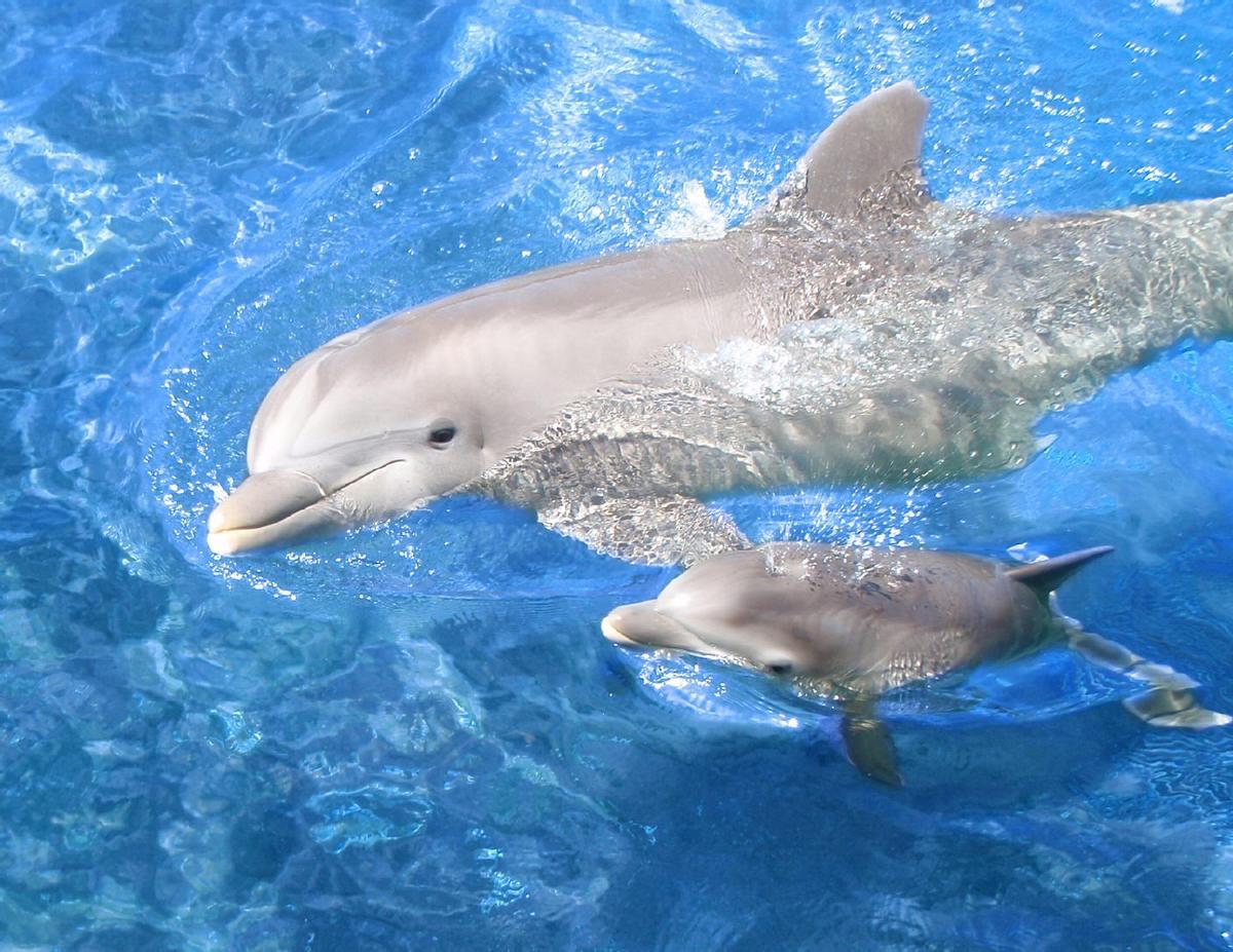 Los delfines actúan como los humanos al hablar con sus crías