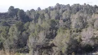 Desenes de milers de pins morts disparen el risc d’incendis