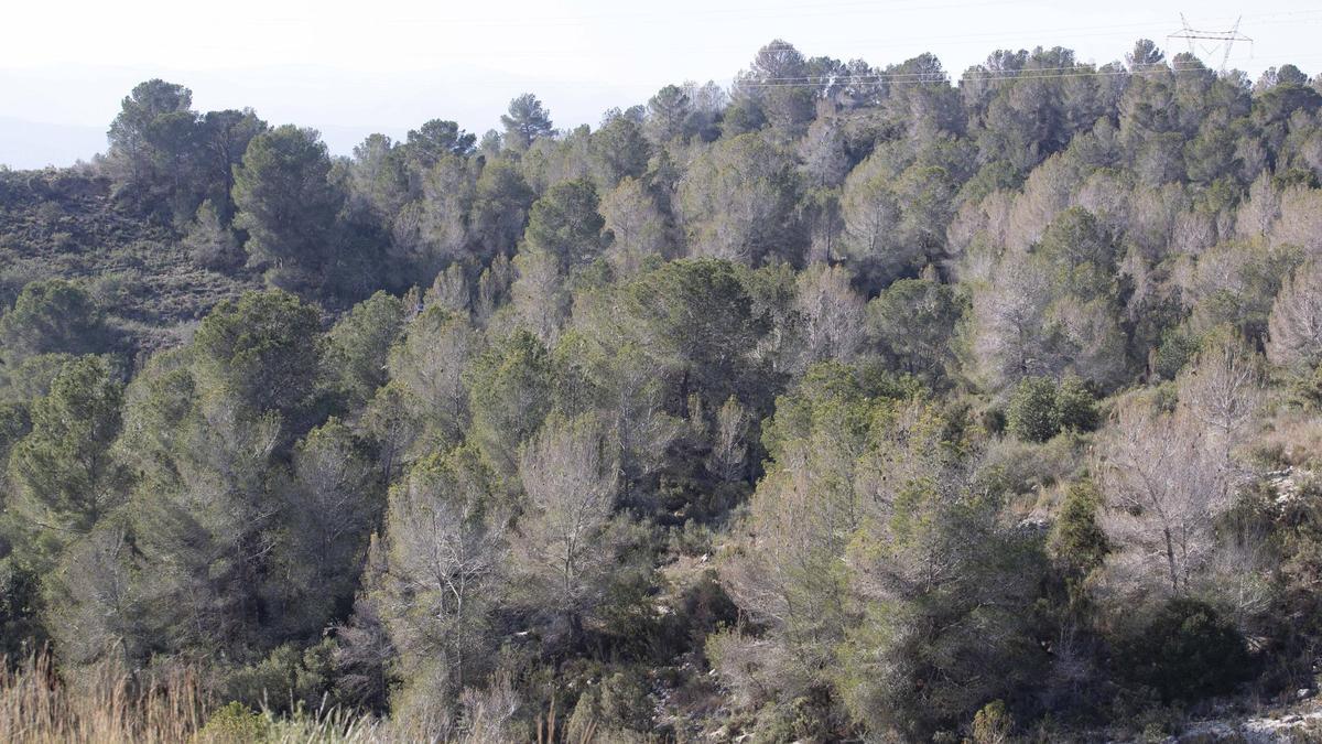 Pins morts per la sequera i les plagues, en l’antic camí de l’Alcúdia de Crespins a Anna