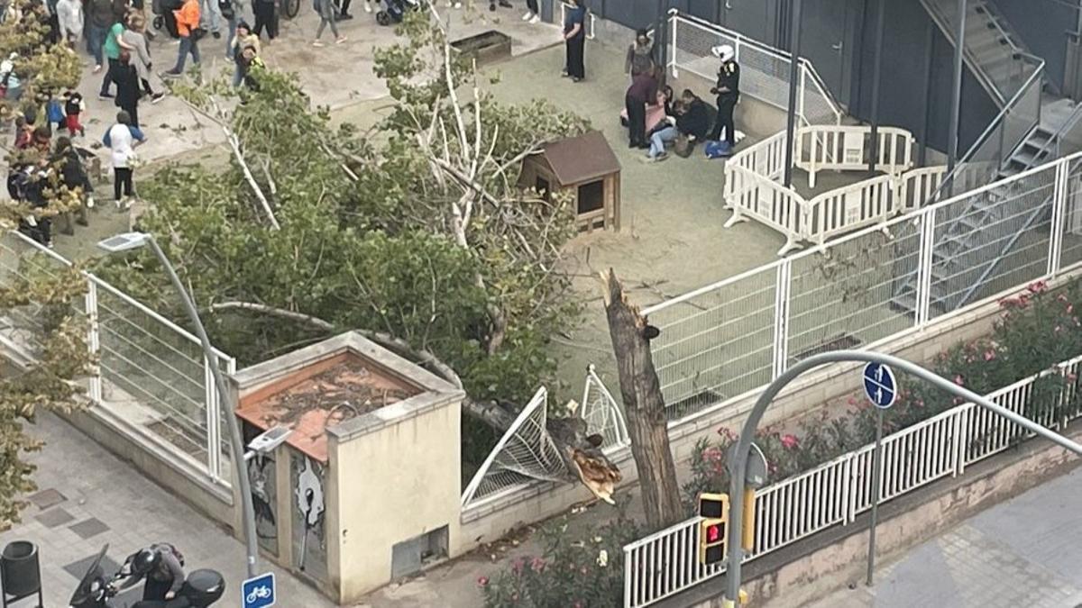 Diversos ferits al partir-se un arbre en una escola de Barcelona en plena borrasca Ciarán