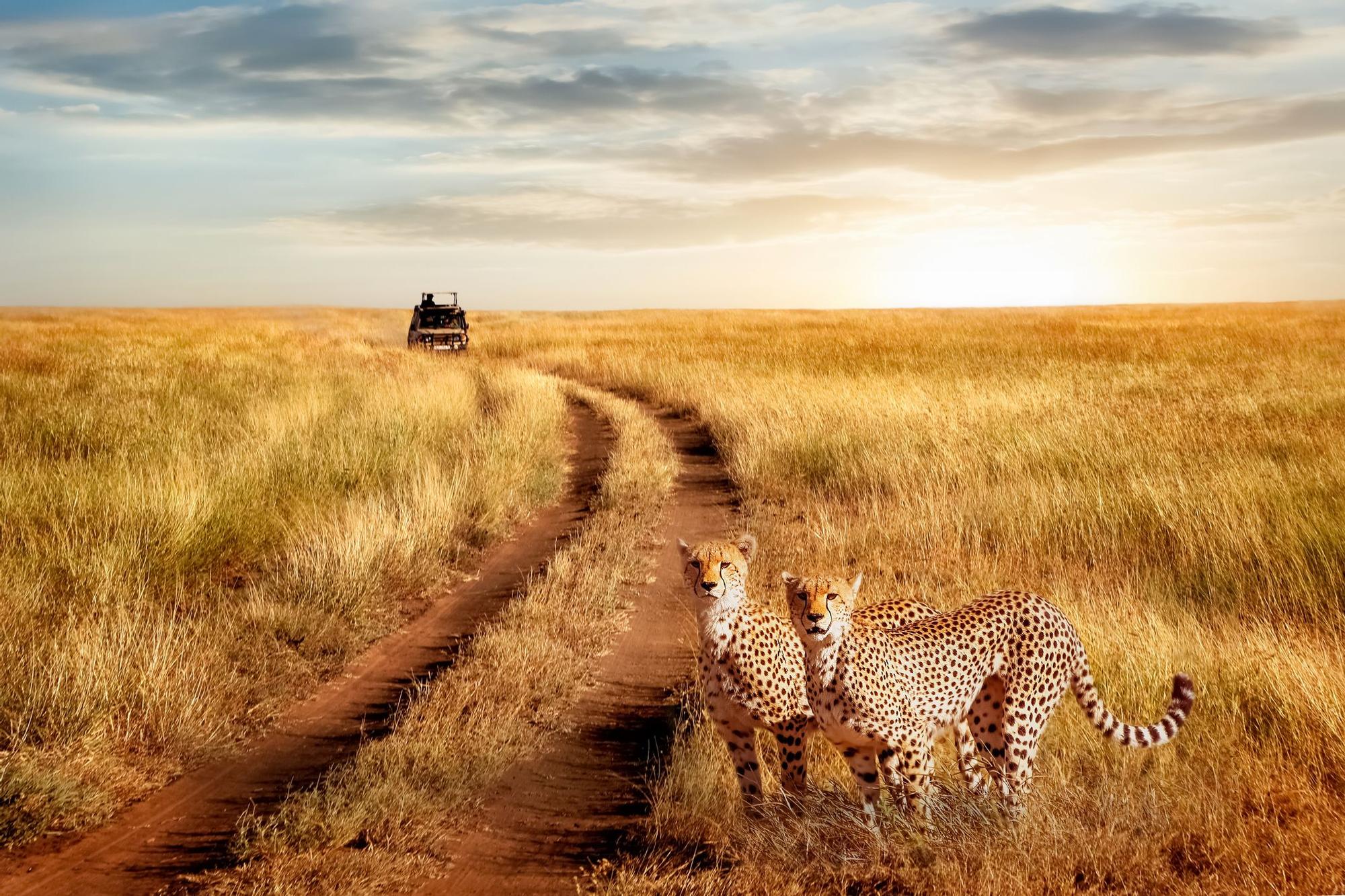 El espectáculo más grande del mundo que ocurre cada año en Kenia: el momento en el que un millón de animales cruzan la sabana